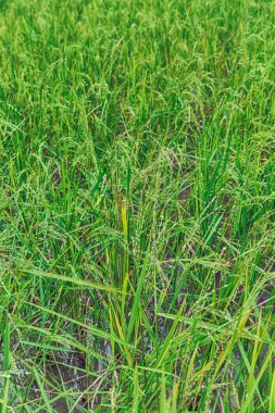   bir pirinç tahıl ekimi alanı yakın çekim