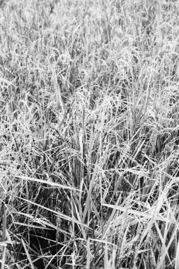 bulanıklık Filipinler yakın çekim bir pirinç tahıl ekimi alanı