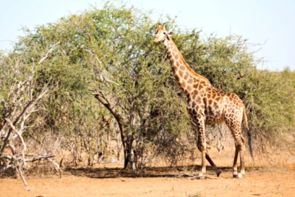 In south africa     wildlife    reserve and   giraffe — Stock Photo, Image