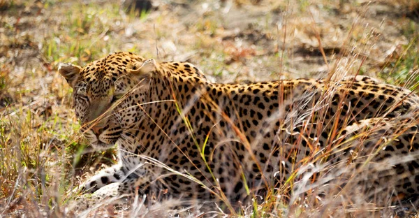 En Sudáfrica kruger parque natural leopardo salvaje —  Fotos de Stock