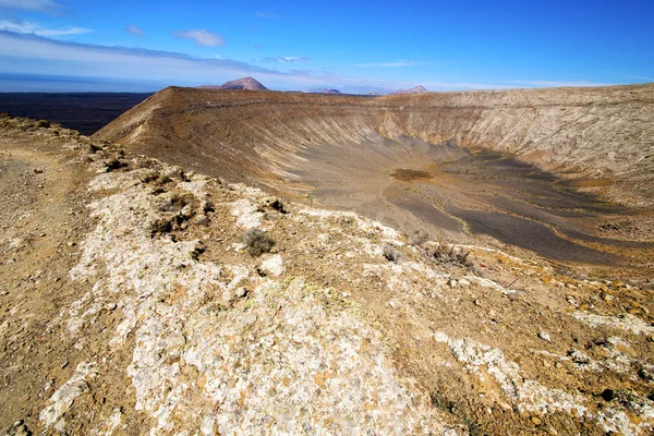 Atlântico flor planta arbusto timanfaya — Fotografia de Stock