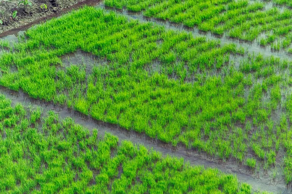 Borrão Filipinas Perto Campo Cultivo Cereais Arroz — Fotografia de Stock