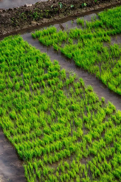 Borrão Filipinas Perto Campo Cultivo Cereais Arroz — Fotografia de Stock