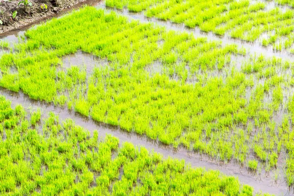 Desenfoque Filipinas Primer Plano Campo Cultivo Cereales Arroz — Foto de Stock