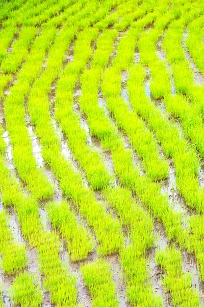 Unschärfe Philippinischen Großaufnahmen Eines Reisgetreideanbaufeldes — Stockfoto