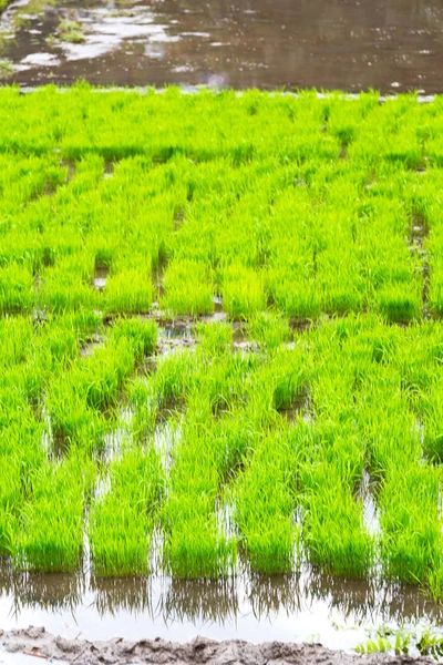 Размытие Филиппинах Вблизи Поля Выращивания Рисовых Злаков — стоковое фото