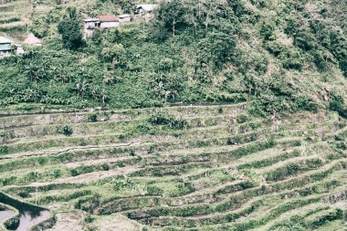   coultivation pirinç Teras alanı   