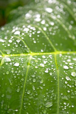 bir yaprak yağmur sonra bazı damla 