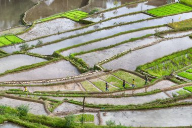   coultivation pirinç Teras alanı   