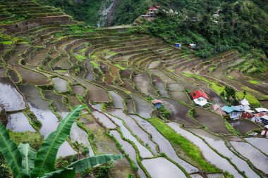   coultivation pirinç Teras alanı   