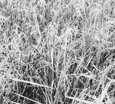 bulanıklık Filipinler yakın çekim bir pirinç tahıl ekimi alanı