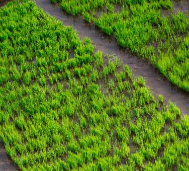 bulanıklık Filipinler yakın çekim bir pirinç tahıl ekimi alanı