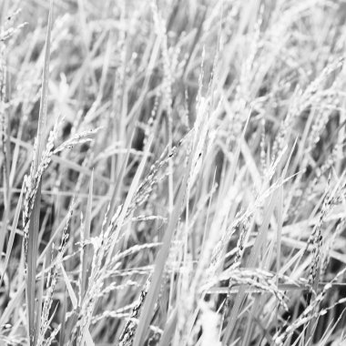 bulanıklık Filipinler yakın çekim bir pirinç tahıl ekimi alanı