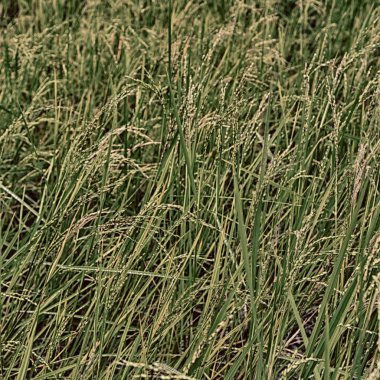 bulanıklık Filipinler yakın çekim bir pirinç tahıl ekimi alanı