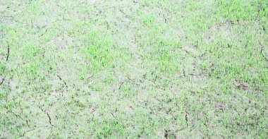   bir pirinç tahıl ekimi alanı yakın çekim