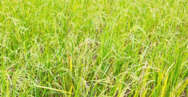   bir pirinç tahıl ekimi alanı yakın çekim