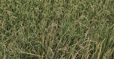   bir pirinç tahıl ekimi alanı yakın çekim