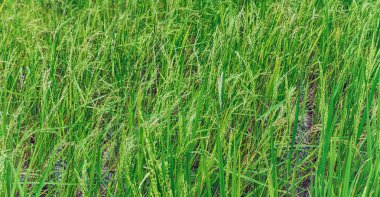   bir pirinç tahıl ekimi alanı yakın çekim