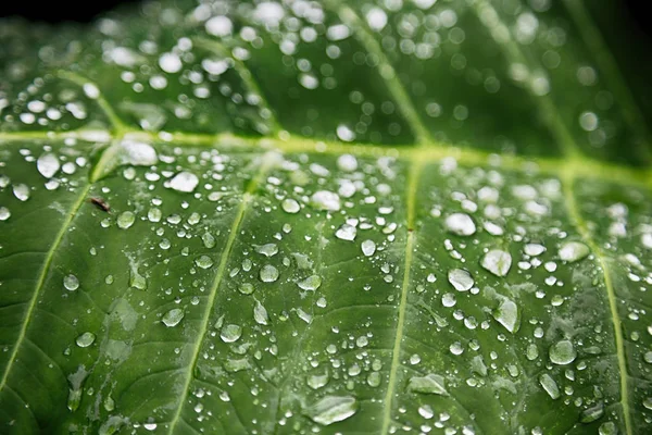 Some drops in a leaf after the  rain — Stock Photo, Image