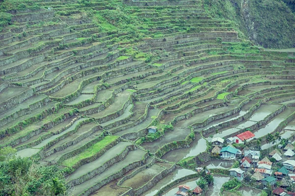 Campo de terraço para coultivação de arroz — Fotografia de Stock