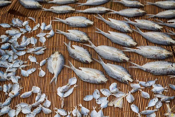 Veel vis gezouten en drogen van de voorbereiding op de markt — Stockfoto