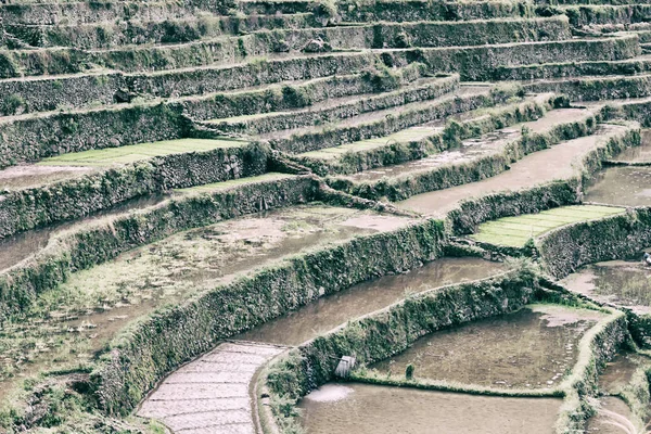 Campo de terraço para coultivação de arroz — Fotografia de Stock