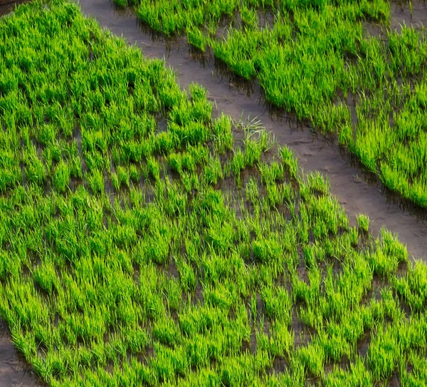 Flou Chez Les Philippines Près Champ Culture Céréales Riz — Photo