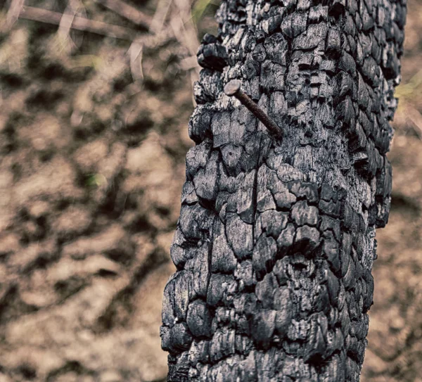 Borrão Floresta Pedaço Árvore Queimada Como Fundo Abstrato — Fotografia de Stock