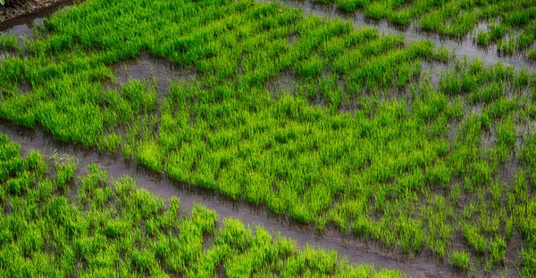 Perto de um campo de cultivo de cereais de arroz — Fotografia de Stock