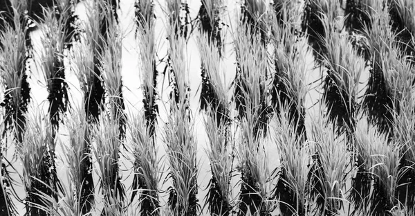 Primo piano di un campo di coltivazione di cereali di riso — Foto Stock