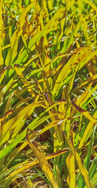 Un fild de hierba colse up fondo abstracto — Foto de Stock