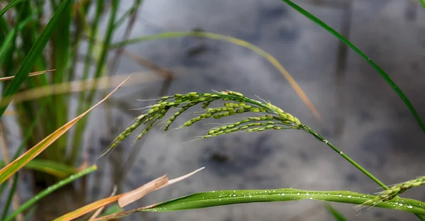 Gros plan d'un champ de culture de céréales de riz — Photo