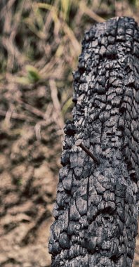 ormanda bir ağaç parçası yandı 