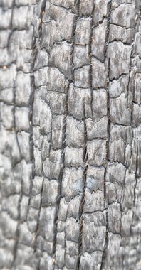 ormanda bir ağaç parçası yandı 