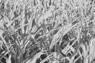 arka plan soyut kadar ot colse fild