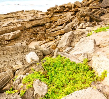  Güney Afrika gökyüzü okyanusta doğa rezerv  