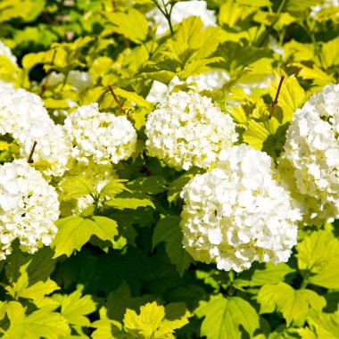 renk bulanıklık bahar çiçek ve Bahçe 