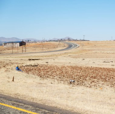   Güney Afrika'da kara çalı ve ağaç 