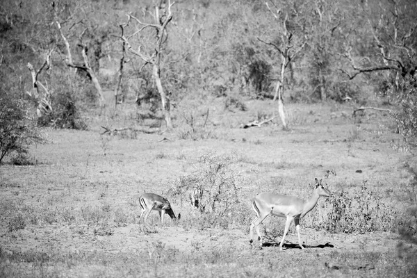 Dziki impala w buszu zima — Zdjęcie stockowe