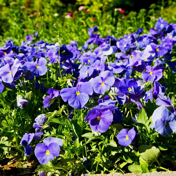 As flores e o jardim — Fotografia de Stock