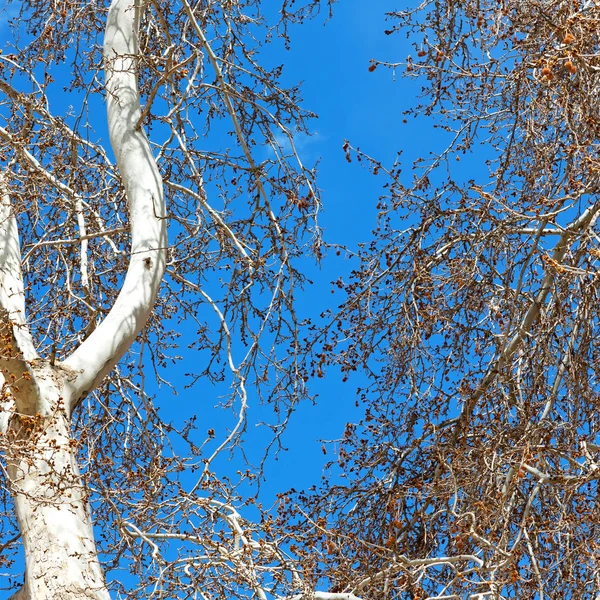 Небо Світлого Фону Дерево Гілка — стокове фото