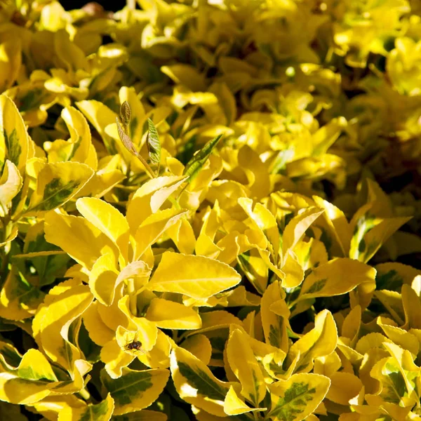 Blur Spring Colors Flowers Garden — Stock Photo, Image