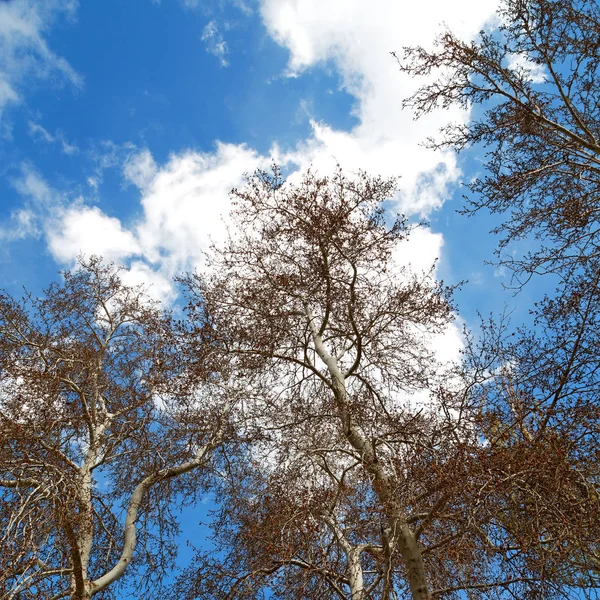 Sky Světlé Pozadí Stromu Větví — Stock fotografie