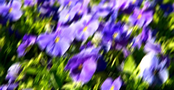 Sfocatura Nei Colori Primaverili Fiori Giardino — Foto Stock