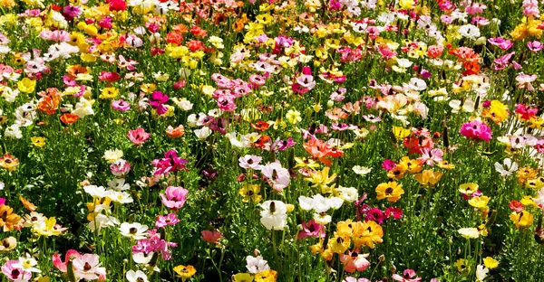 Renk Bulanıklık Bahar Çiçek Bahçe — Stok fotoğraf