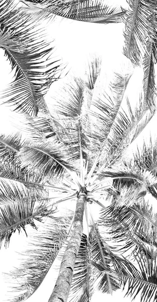 Palm leaf and branch view from down — Stock Photo, Image