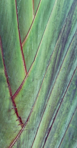 Achterzijde van een blad en het licht — Stockfoto