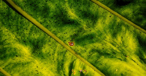 La parte trasera de una hoja y la luz — Foto de Stock