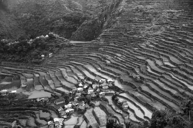 Banaue Unesco sitesinden pirinç elde etmek için Filipinler teras sahasında bulanıklık