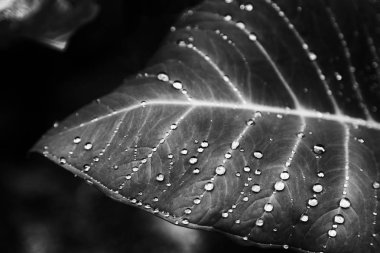 bir yaprak yağmur sonra bazı damla 